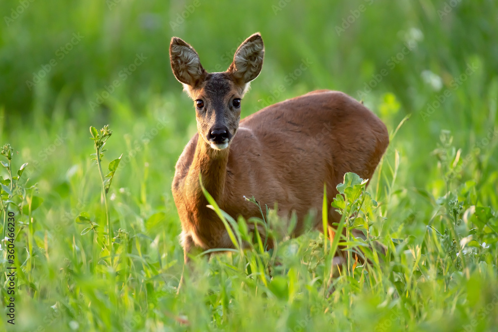 Fototapeta premium Roe deer in tall grass looking towards camera.