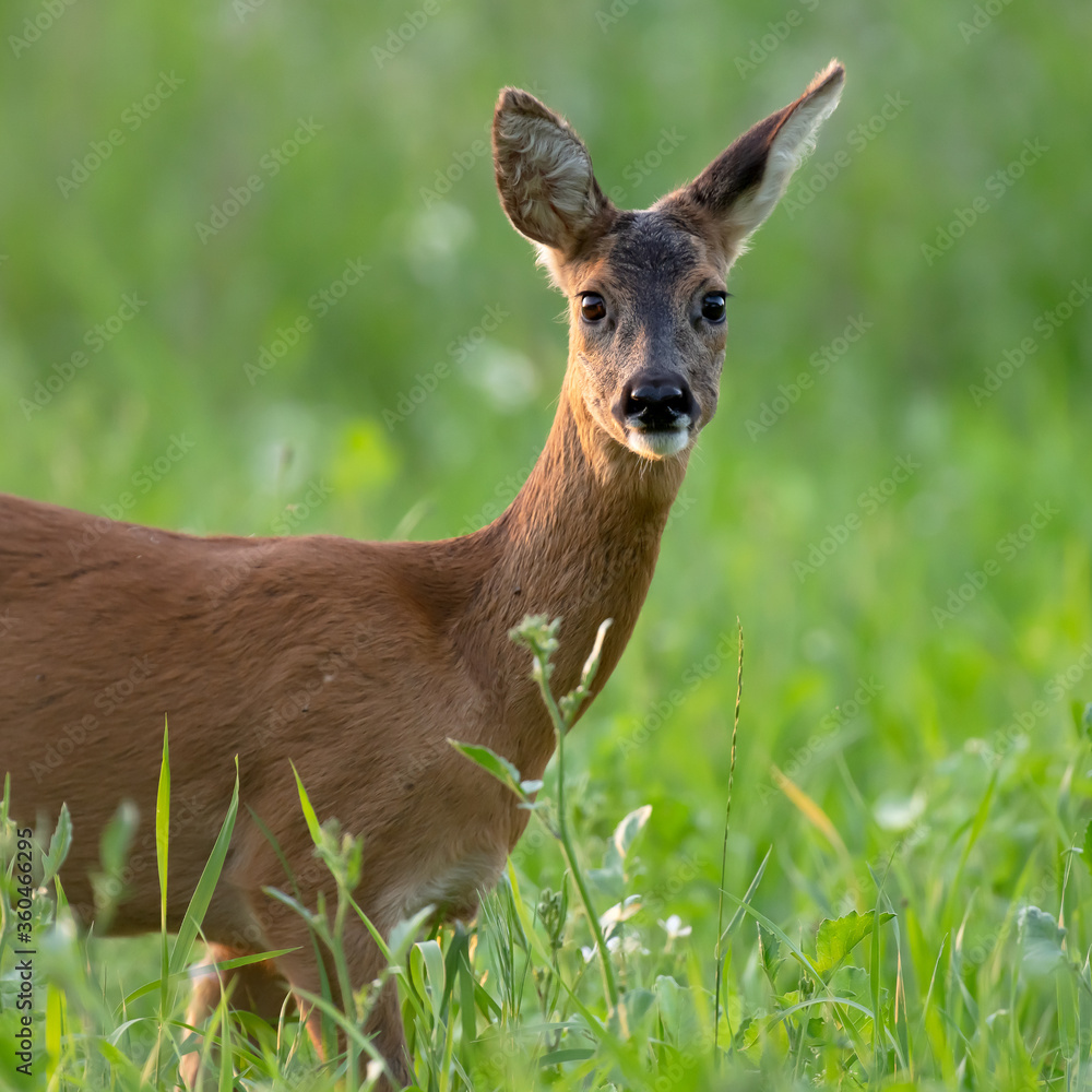Roe deer in summery meadow looking towards camera.