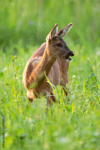 Fototapeta Naklejka Na Ścianę i Meble -  Roe deer between tall grass in summery meadow.