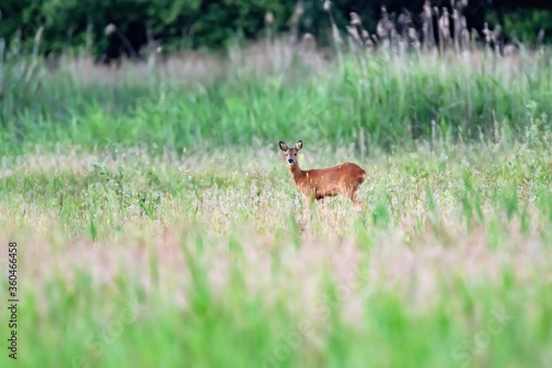 Fototapeta Naklejka Na Ścianę i Meble -  Deer in field with tall grass and reed.