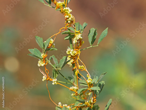 Fotografia The greater dodder or European dodder, parasitic plant on alfalfa