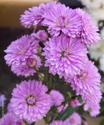 Beautiful floers in botanical garden