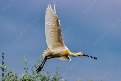 Photography A Eurasian spoonbill in Bird sanctuary, on Lake Kerkini, Greece