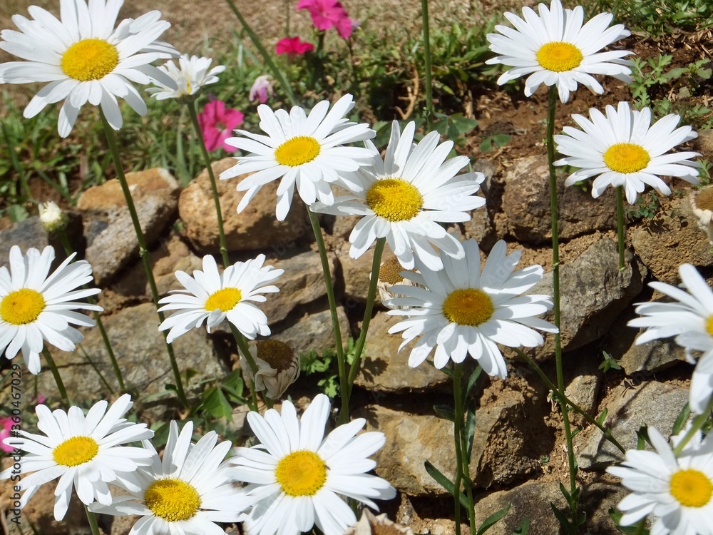 Obraz premium Beautiful floers in botanical garden