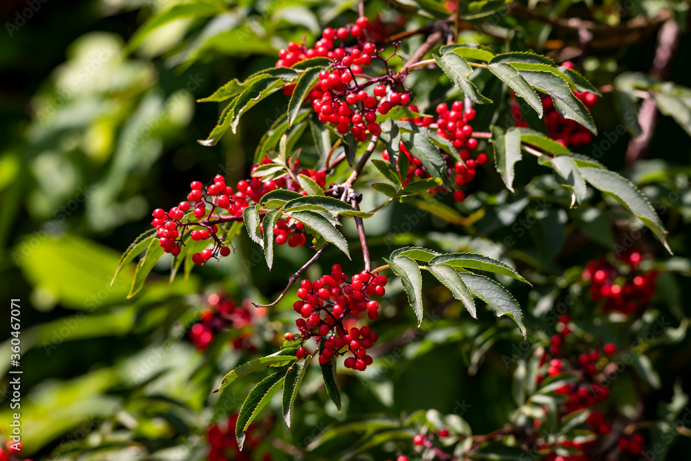 Obraz premium bergholunder