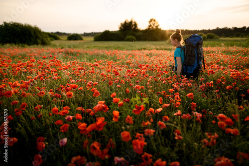 Fotografie, Obraz young woman tourist with backpack and sticks walking on field of poppies