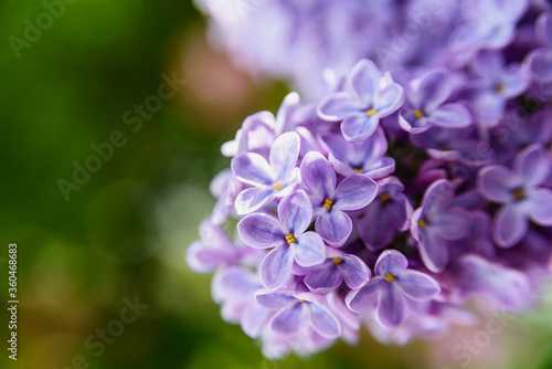 Lilac flowers macro close up background
