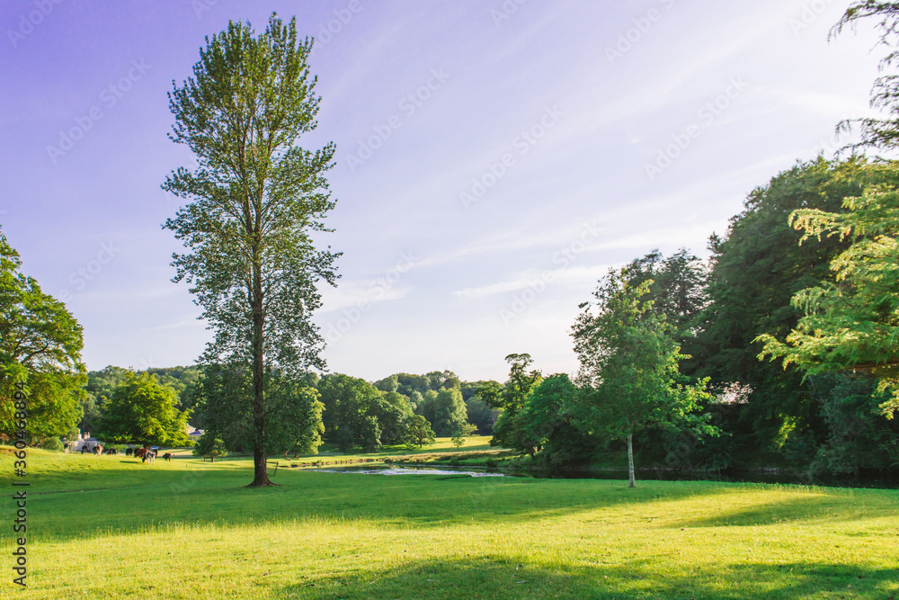 Fototapeta premium The open parkland of Dallam Park on a sunny evening Milnthorpe, Cumbria, England