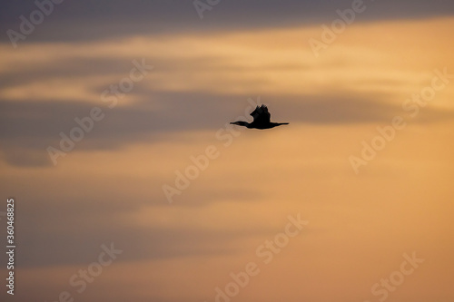 flying Great cormorant (Phalacrocorax carbo) in the morning sunrise