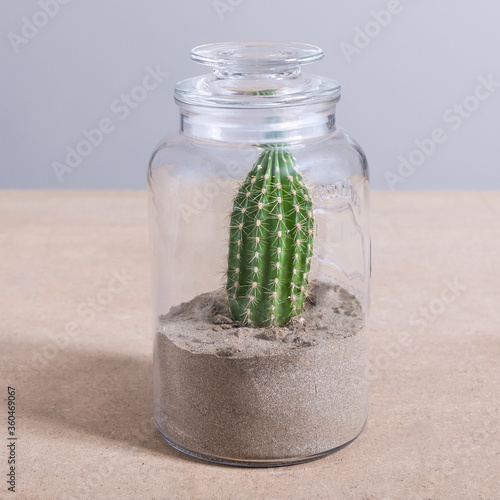 Armatocereus godingianus with cactus in the glass jar photo