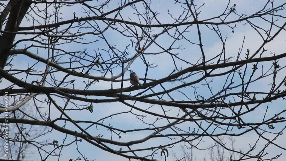 Little sparrow bird sitting on tree branches. Spring time, nestlings, birds homecoming concept. Little sparrow bird sitting on tree branches. Spring time, nestlings, birds homecoming concept.