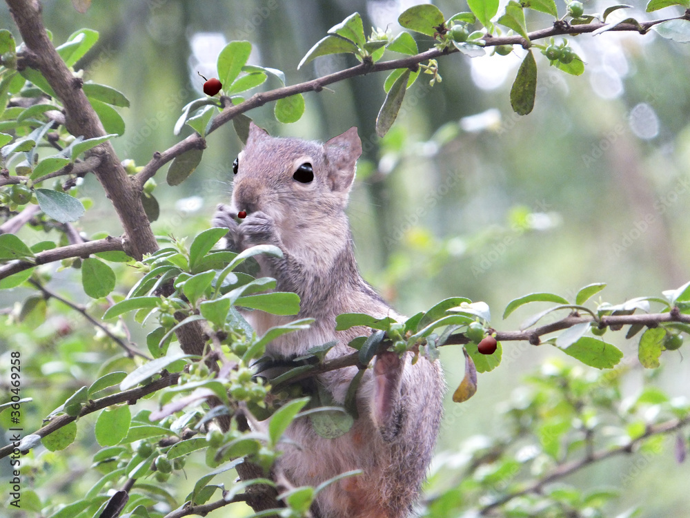 Squirrel eating in home garden 