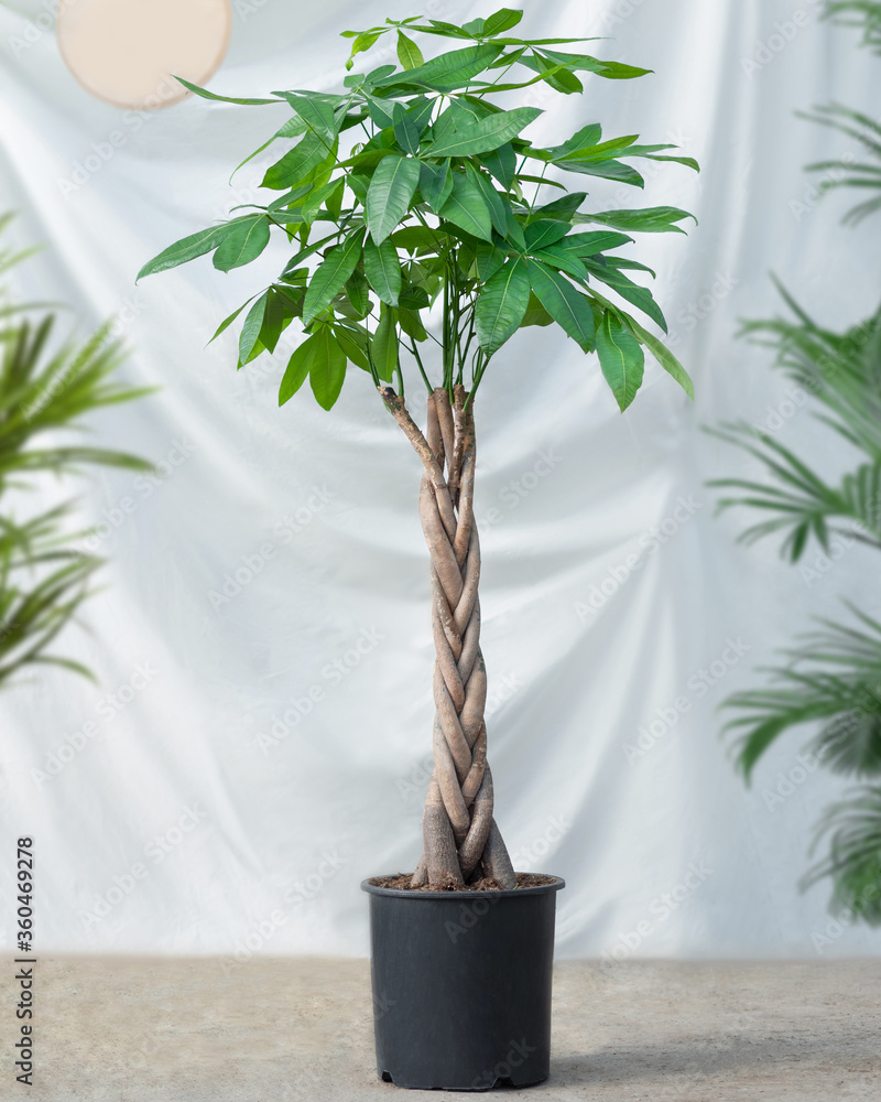 Guiana Chestnut Malvaceae, money tree plant in black Stock Photo | Adobe Stock