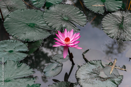 Blossom of lotus in the river.