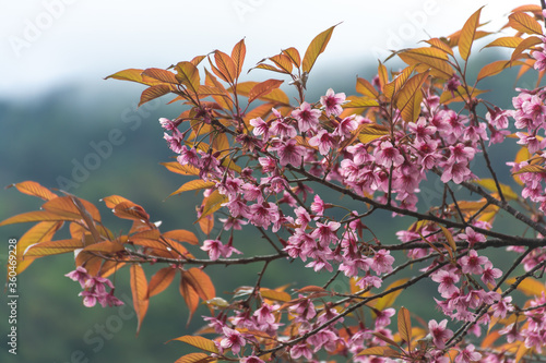 The blossom of Prunus cerasoides in the winter.