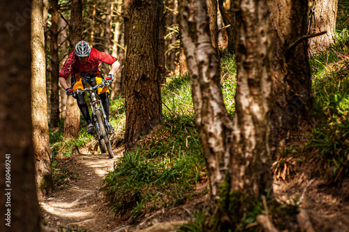 BALLINASTOE, IRELAND. A mountain biker riding a narrow trail through the forest in the purpose built MTB trail centre.