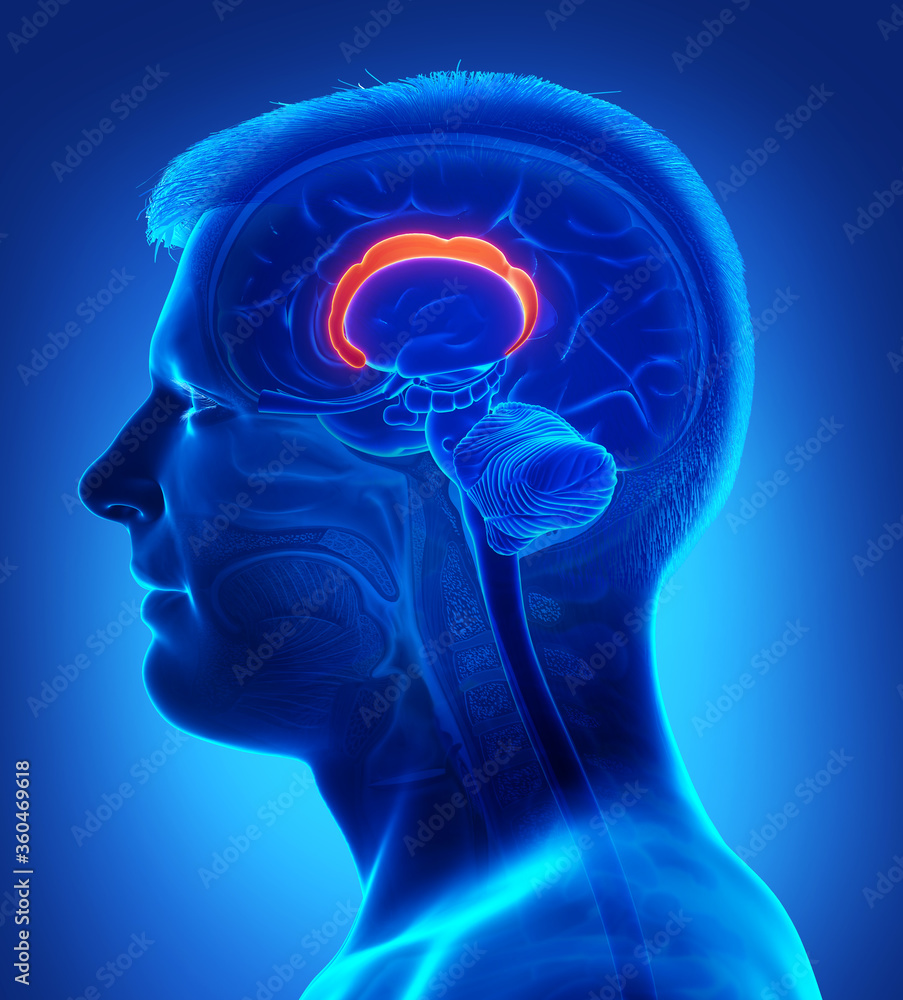 Obraz premium 3d rendered medically accurate illustration of the brain anatomy