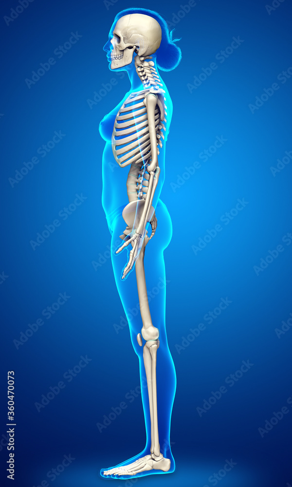 3d rendered, medically accurate illustration of a female skeleton system 3d rendered, medically accurate illustration of a female skeleton system