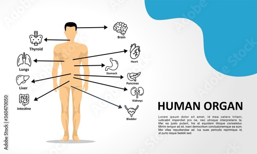 Human organ anatomy infographic of structure of human organs: thyroid, brain, heart, stomach, kidneys, liver, lungs. Visual scheme circulatory system. Biology icons images names organs vector