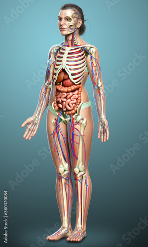 3d rendered medically accurate illustration of female Internal organs, skeleton and circulatory system