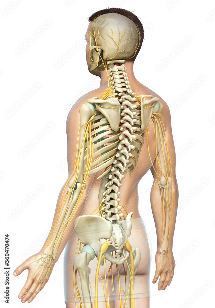 Fototapeta premium 3d rendered medically accurate illustration of the nervous system and skeleton system