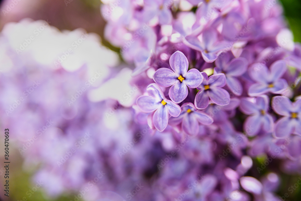 Lilac flowers macro close up background