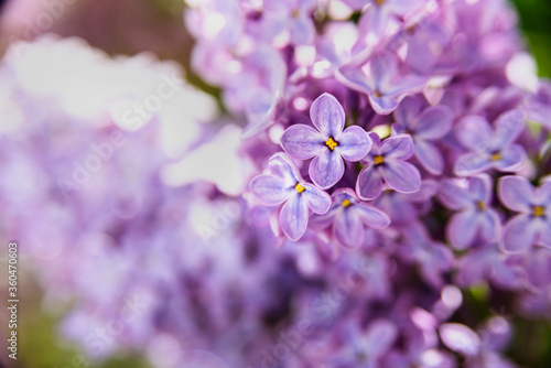 Lilac flowers macro close up background