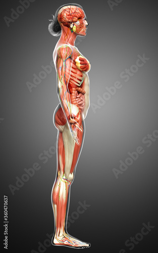 3d rendered medically accurate of the female anatomy