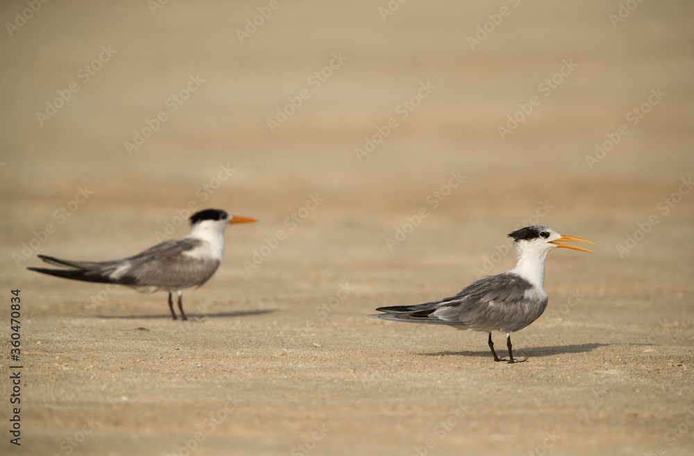 Greater Crested Terns on Busaiteen beach, Bahrain Greater Crested Terns on Busaiteen beach, Bahrain