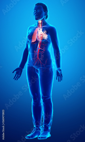 3d rendered, medically accurate illustration of a female lung anatomy © pixdesign123