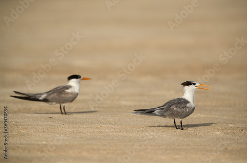 Greater Crested Terns on Busaiteen beach, Bahrain