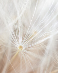 Keuken achterwand Wit Paardenbloem close-up in de natuur  © schankz