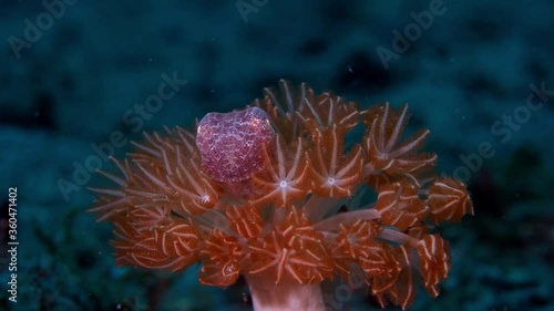 sepia plangon mourning cuttlefish hiding in coral polyps Lembeh 4k 25fps photo