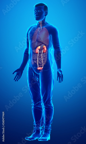 3d rendered  medically accurate illustration of the kidneys