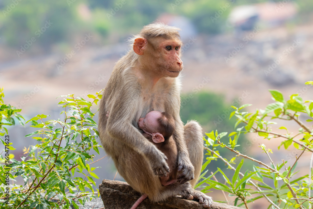 mother monkey feeding baby monkey sitting on a tree branch. mother monkey feeding baby monkey sitting on a tree branch.