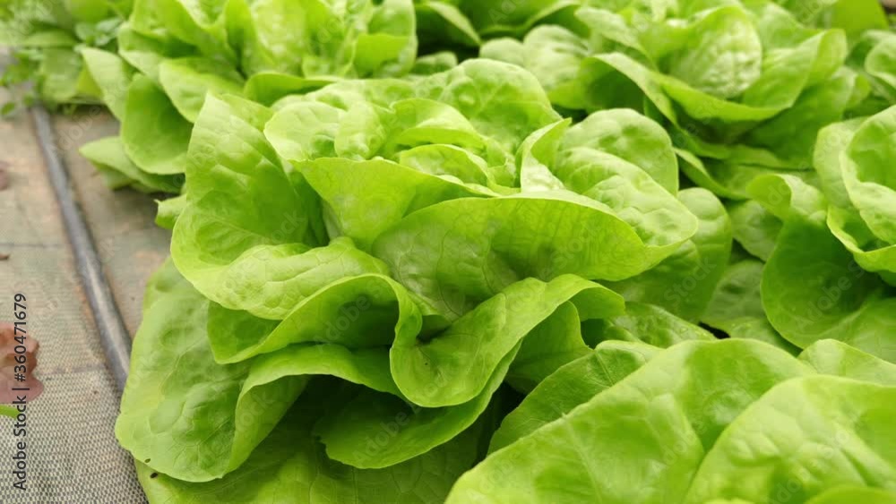 Close up view of pesticide free, organic and sustainable green lettuce leaves, in a greenhouse Close up view of pesticide free, organic and sustainable green lettuce leaves, in a greenhouse