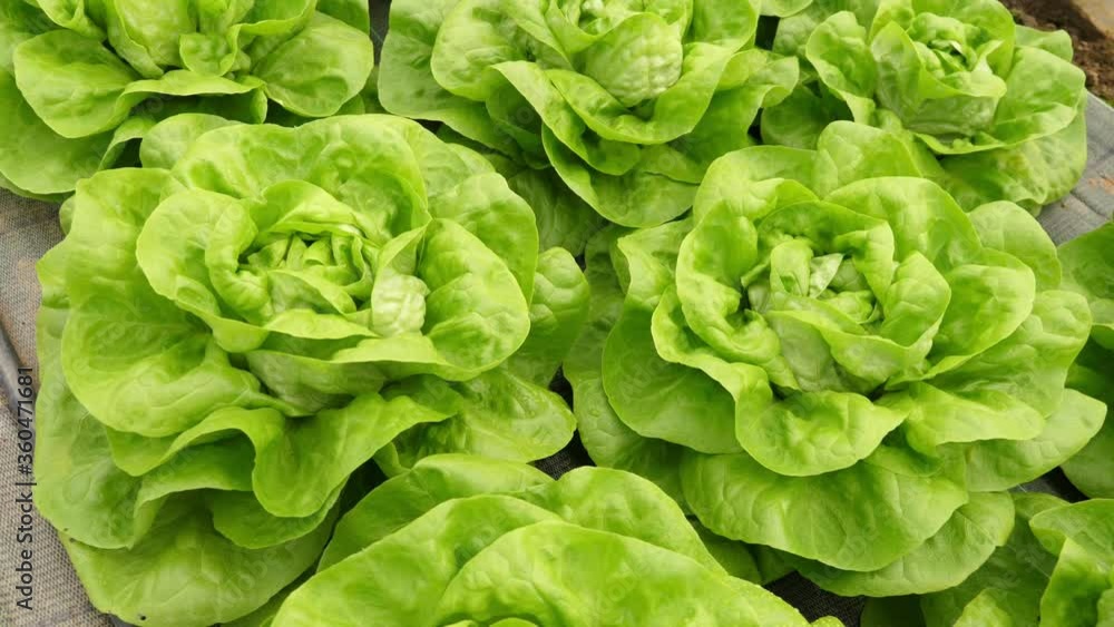 Close up view of pesticide free, organic and sustainable green lettuce, in a greenhouse Close up view of pesticide free, organic and sustainable green lettuce, in a greenhouse