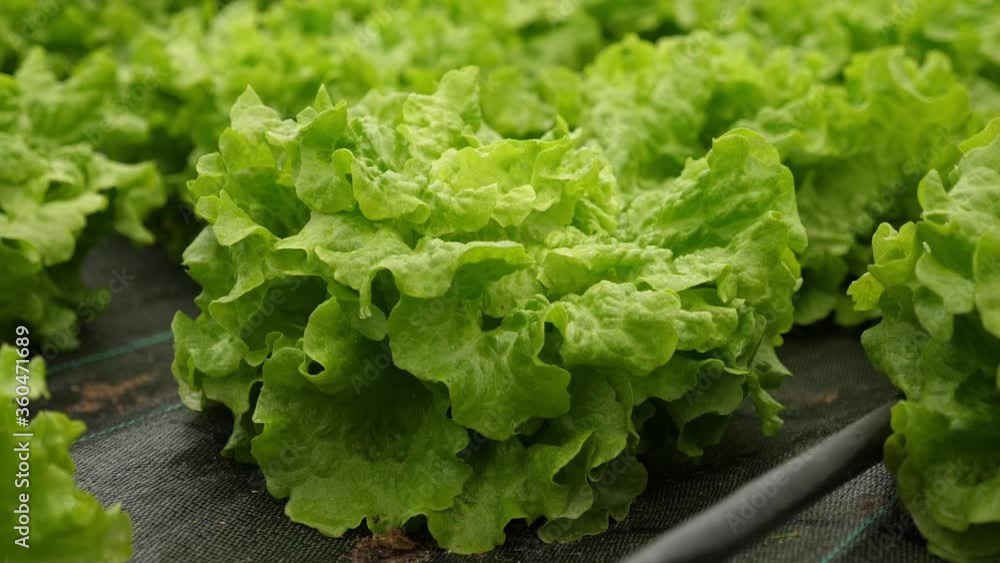 Close up view of organic and sustainable green lettuce, inside a pesticide free hothouse Close up view of organic and sustainable green lettuce, inside a pesticide free hothouse