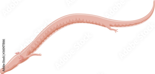 Vector olm or proteus - cave quatic salamander