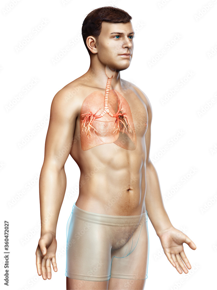 Fototapeta premium 3D illustration of Larynx Trachea Bronchi Part of Respiratory System.