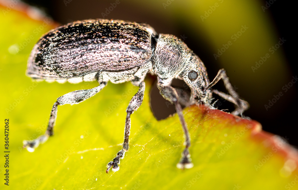 Close-up of a beetle on a plant Close-up of a beetle on a plant