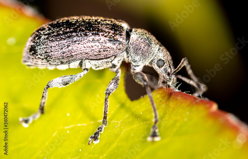 Close-up of a beetle on a plant