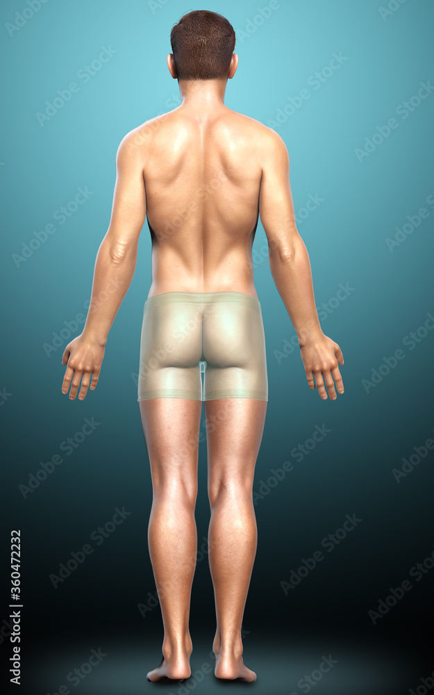 3d rendered illustration of the male body 3d rendered illustration of the male body