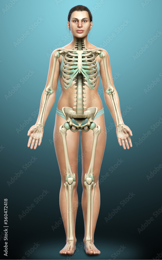 3d rendered, medically accurate illustration of a female skeleton system 3d rendered, medically accurate illustration of a female skeleton system