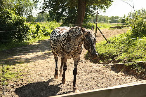 Horse in the paddock