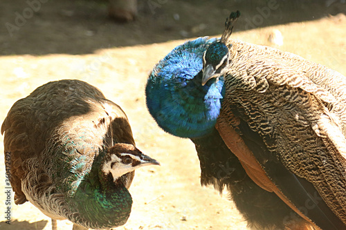 Female peacock photo