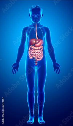 3d rendered medically accurate illustration of boy Digestive System © pixdesign123