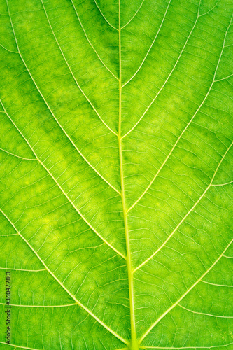 Green leaf veined macro shot