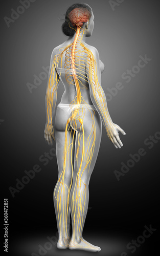 3d rendered medically accurate illustration of a female nervous system