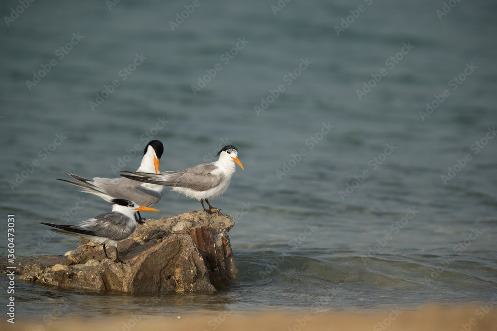 Greater Crested Terns perched on rock, Bahrain Greater Crested Terns perched on rock, Bahrain